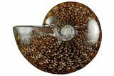 Polished Cretaceous Ammonite (Cleoniceras) Fossil - Madagascar #305948-1